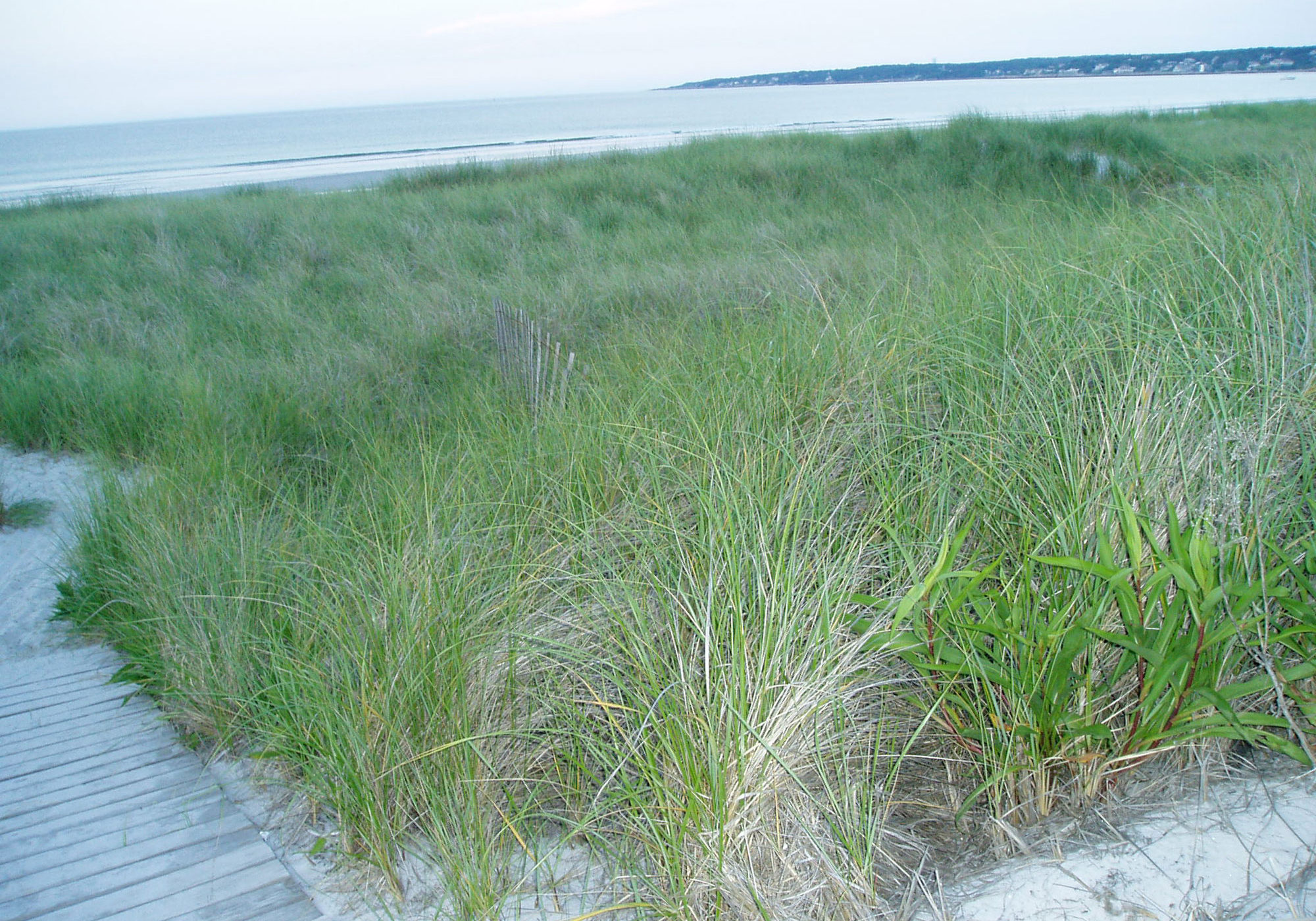 18-06-11-beach-grass-land-preservation-page